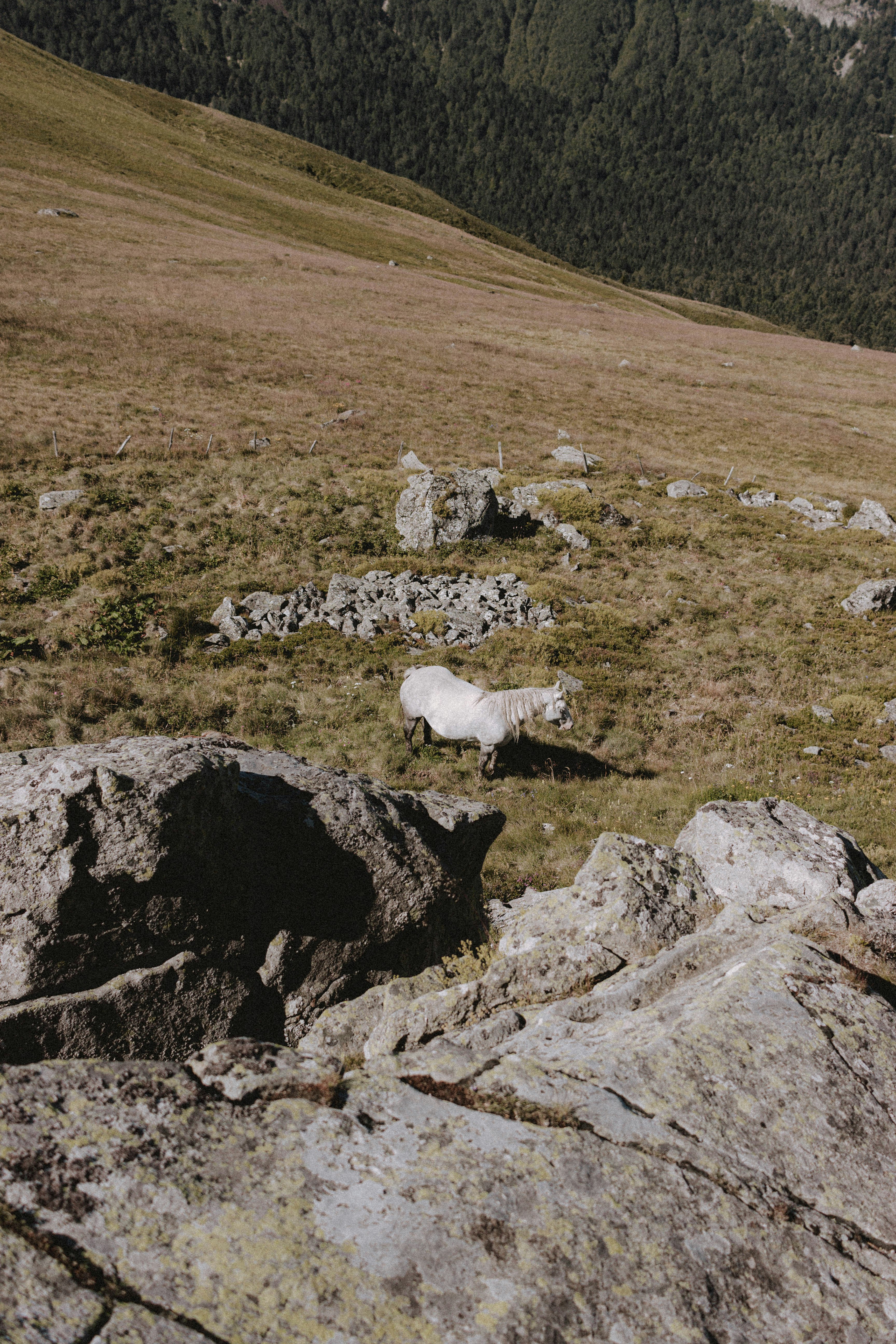 white dog lying on ground during daytime